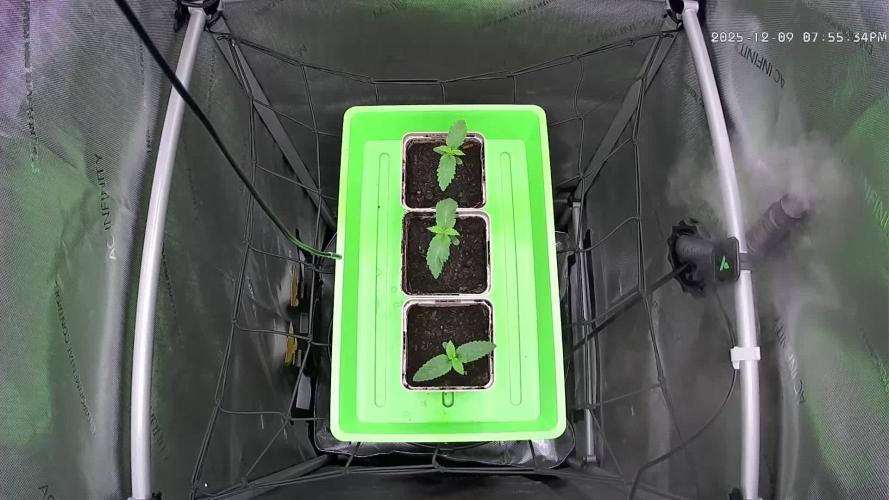 00seeds Gelato Mint - Couple of Plants