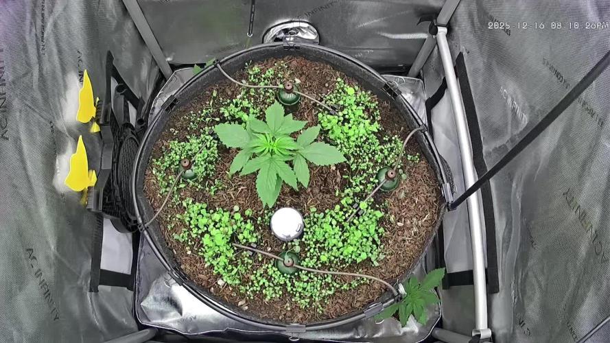 00seeds Gelato Mint - Couple of Plants