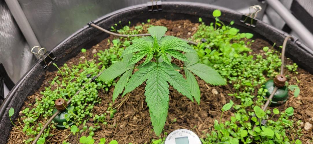 00seeds Gelato Mint - Couple of Plants. Week 3