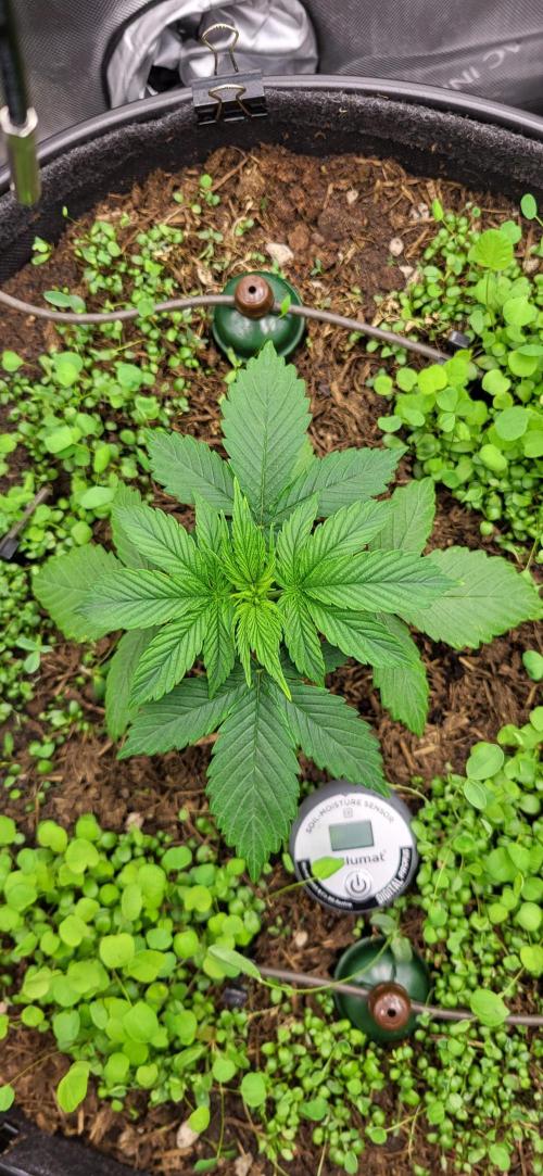 00seeds Gelato Mint - Couple of Plants. Week 3