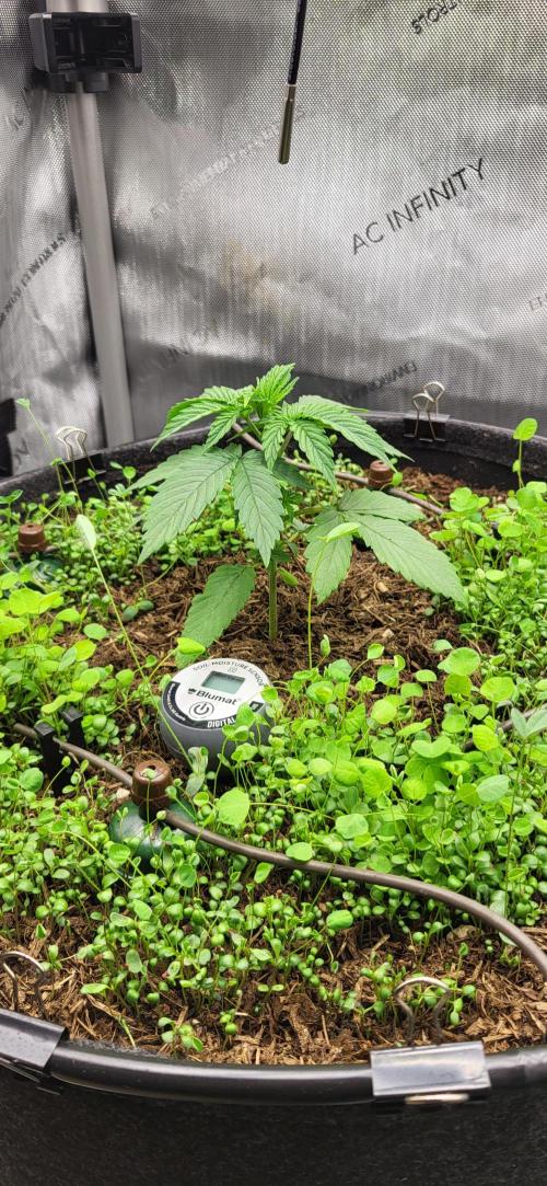 00seeds Gelato Mint - Couple of Plants. Week 3