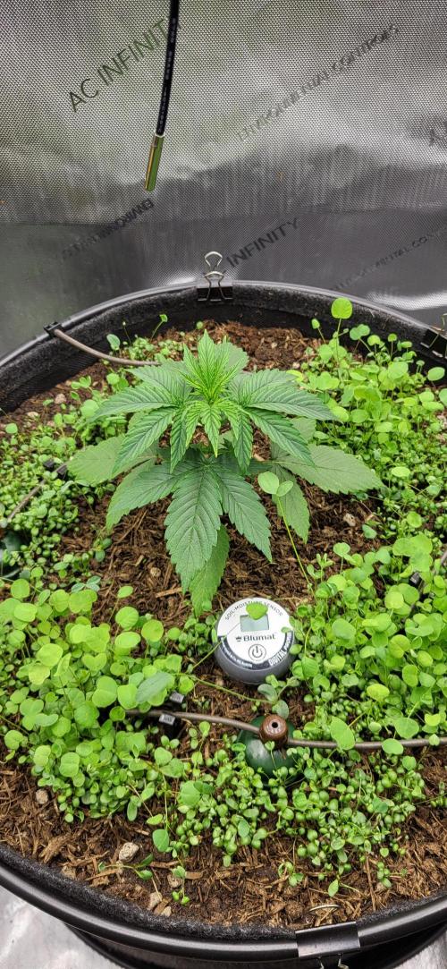 00seeds Gelato Mint - Couple of Plants. Week 3