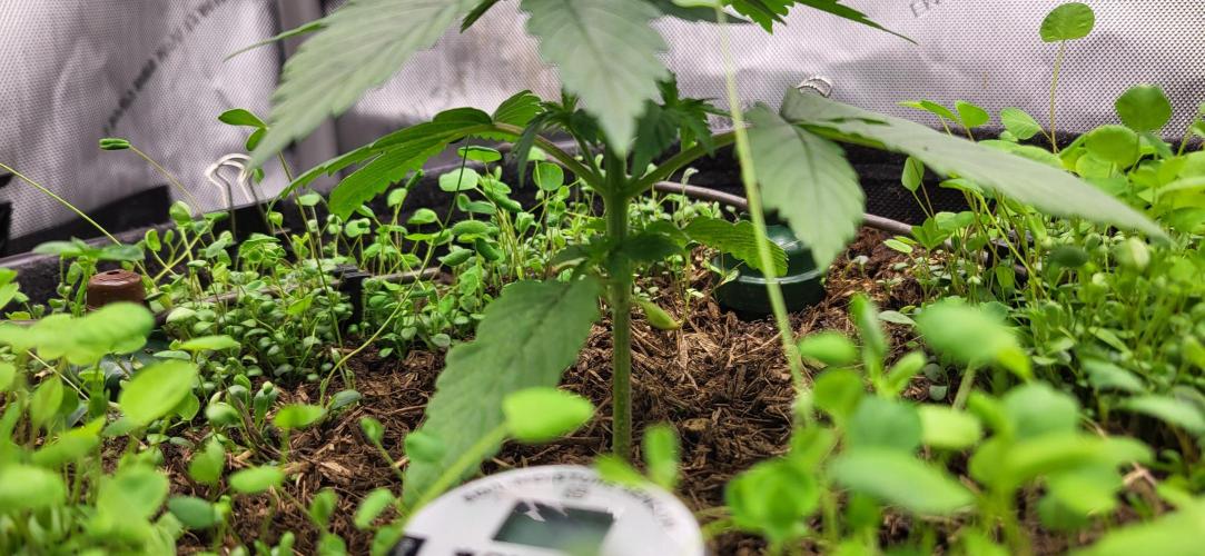 00seeds Gelato Mint - Couple of Plants. Week 3