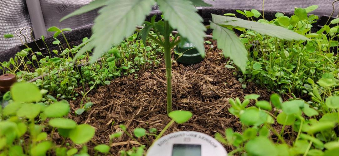 00seeds Gelato Mint - Couple of Plants. Week 3