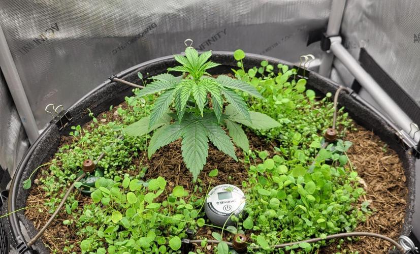 00seeds Gelato Mint - Couple of Plants. Week 3