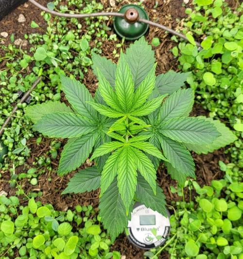 00seeds Gelato Mint - Couple of Plants. Week 3