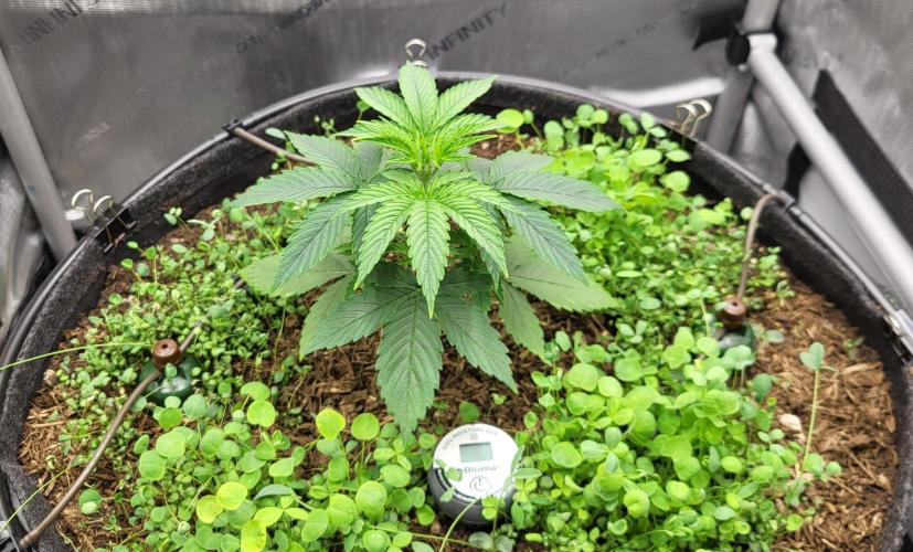 00seeds Gelato Mint - Couple of Plants. Week 3