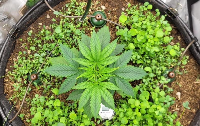 00seeds Gelato Mint - Couple of Plants. Week 3