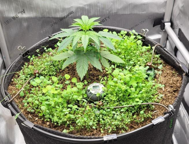 00seeds Gelato Mint - Couple of Plants. Week 3