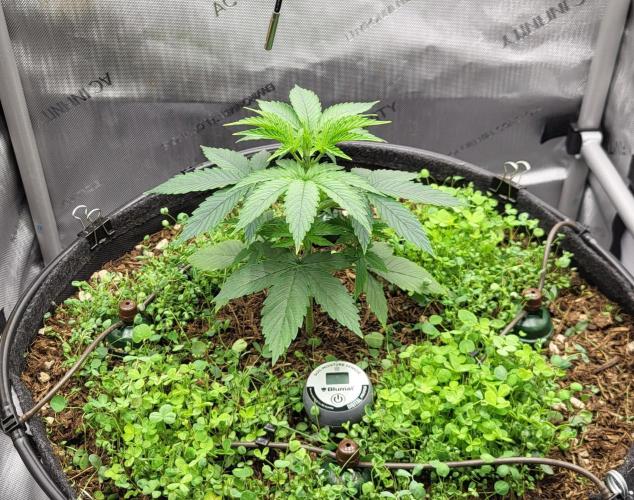 00seeds Gelato Mint - Couple of Plants. Week 3