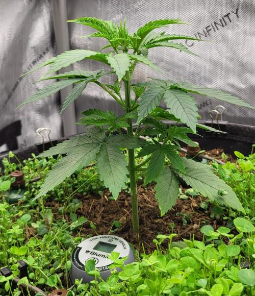 00seeds Gelato Mint - Couple of Plants. Week 3