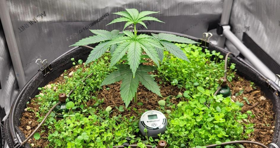 00seeds Gelato Mint - Couple of Plants. Week 3