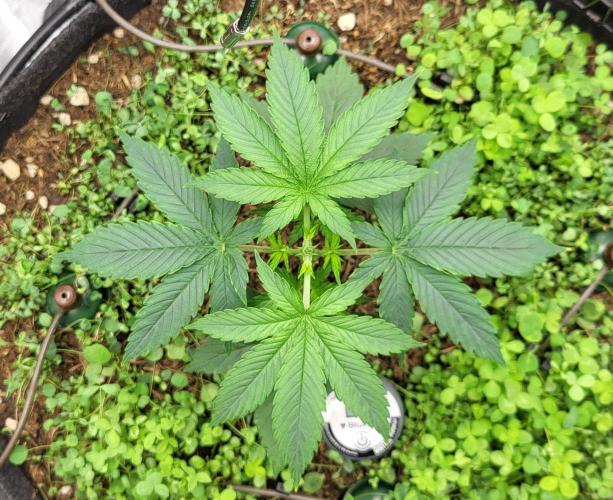 00seeds Gelato Mint - Couple of Plants. Week 3