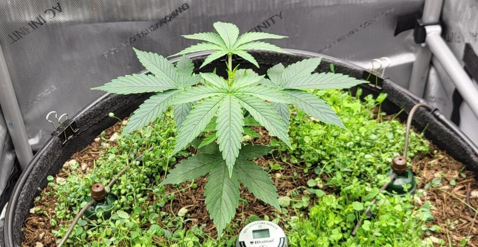 00seeds Gelato Mint - Couple of Plants. Week 3