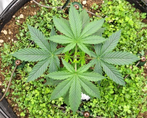 00seeds Gelato Mint - Couple of Plants. Week 3