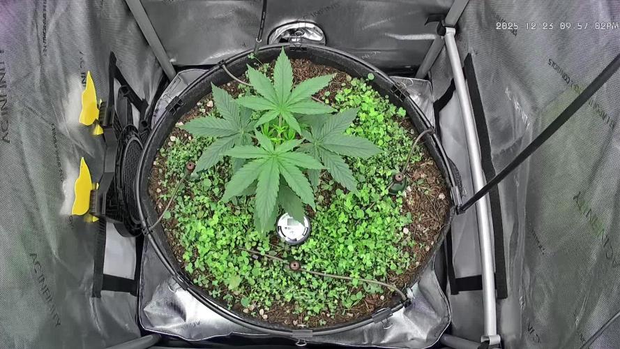 00seeds Gelato Mint - Couple of Plants