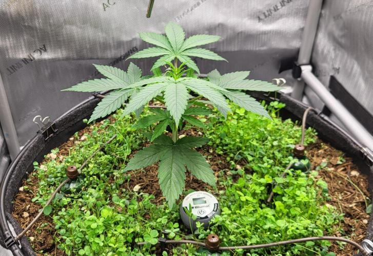 00seeds Gelato Mint - Couple of Plants. Week 4