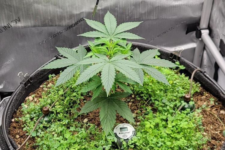 00seeds Gelato Mint - Couple of Plants. Week 4