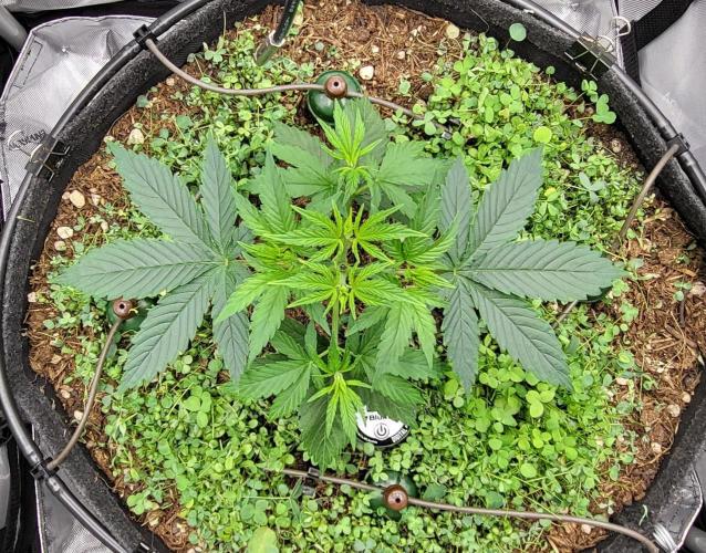 00seeds Gelato Mint - Couple of Plants. Week 4