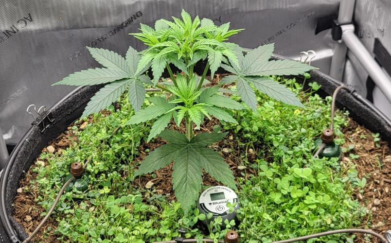 00seeds Gelato Mint - Couple of Plants. Week 4