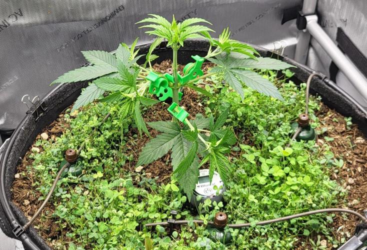 00seeds Gelato Mint - Couple of Plants. Week 4