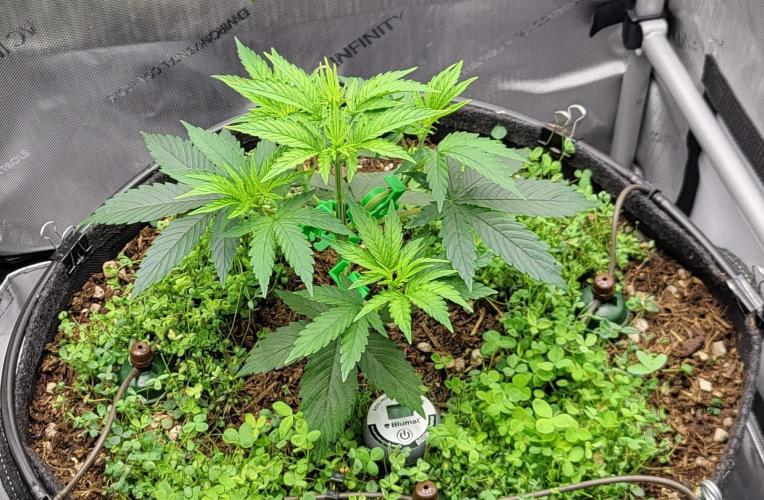 00seeds Gelato Mint - Couple of Plants. Week 4