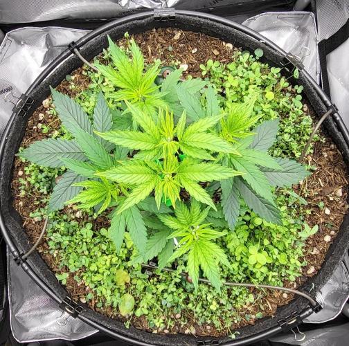 00seeds Gelato Mint - Couple of Plants. Week 4