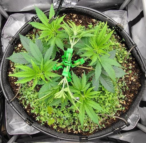 00seeds Gelato Mint - Couple of Plants. Week 4