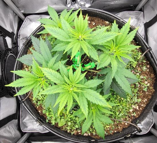 00seeds Gelato Mint - Couple of Plants. Week 4