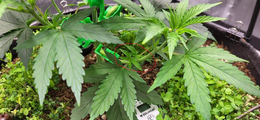 00seeds Gelato Mint - Couple of Plants. Week 4