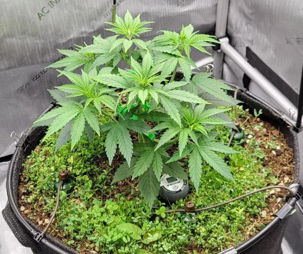 00seeds Gelato Mint - Couple of Plants. Week 4