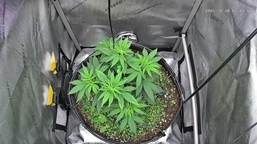 00seeds Gelato Mint - Couple of Plants