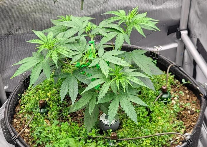 00seeds Gelato Mint - Couple of Plants. Week 5