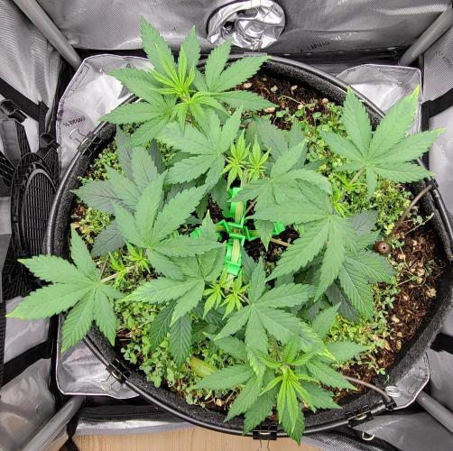 00seeds Gelato Mint - Couple of Plants. Week 5