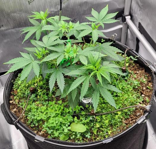 00seeds Gelato Mint - Couple of Plants. Week 5