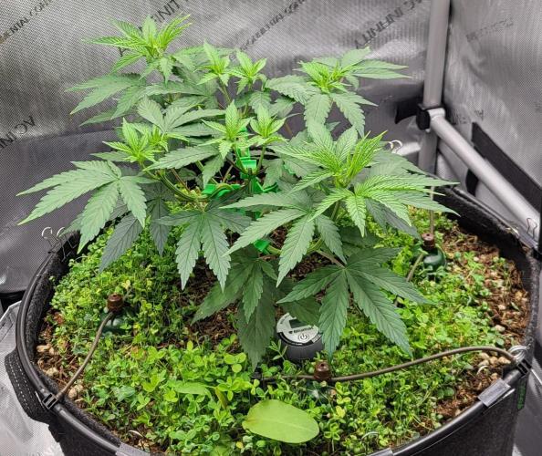 00seeds Gelato Mint - Couple of Plants. Week 5