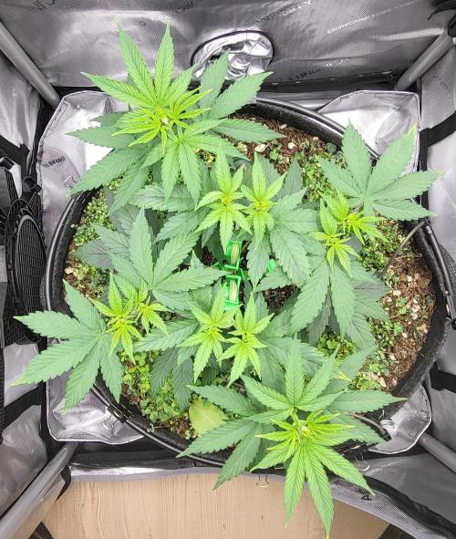 00seeds Gelato Mint - Couple of Plants. Week 5