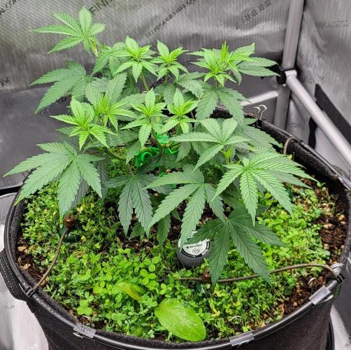 00seeds Gelato Mint - Couple of Plants. Week 5