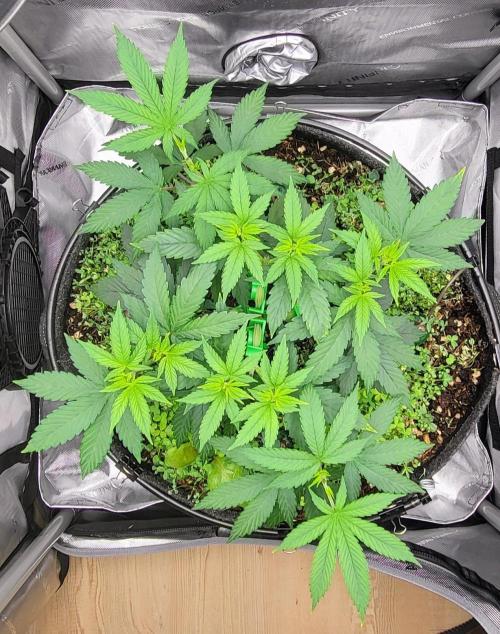 00seeds Gelato Mint - Couple of Plants. Week 5