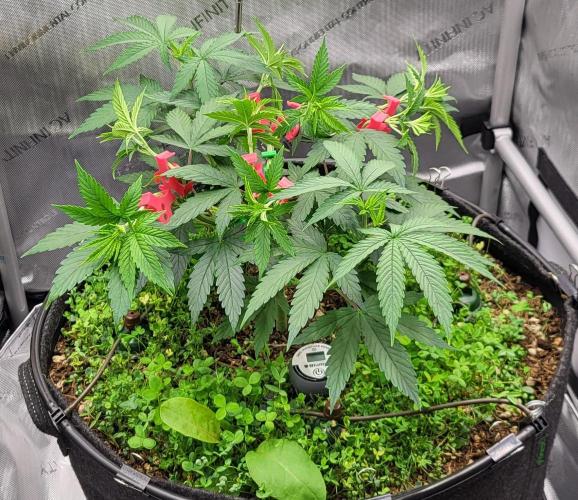 00seeds Gelato Mint - Couple of Plants. Week 5