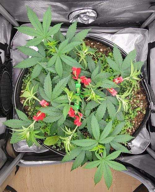 00seeds Gelato Mint - Couple of Plants. Week 5