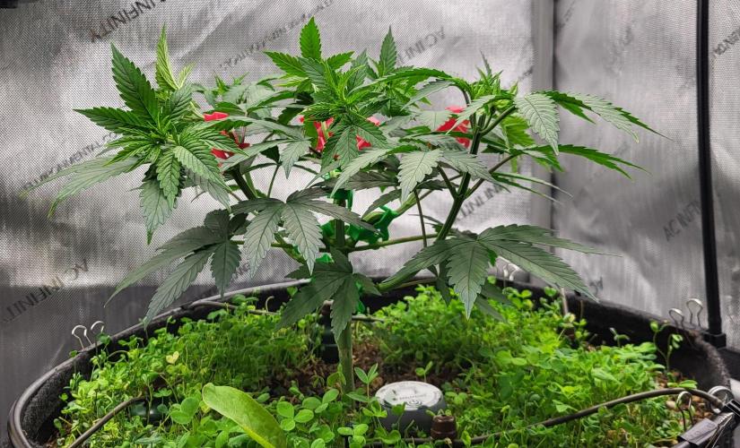 00seeds Gelato Mint - Couple of Plants. Week 5