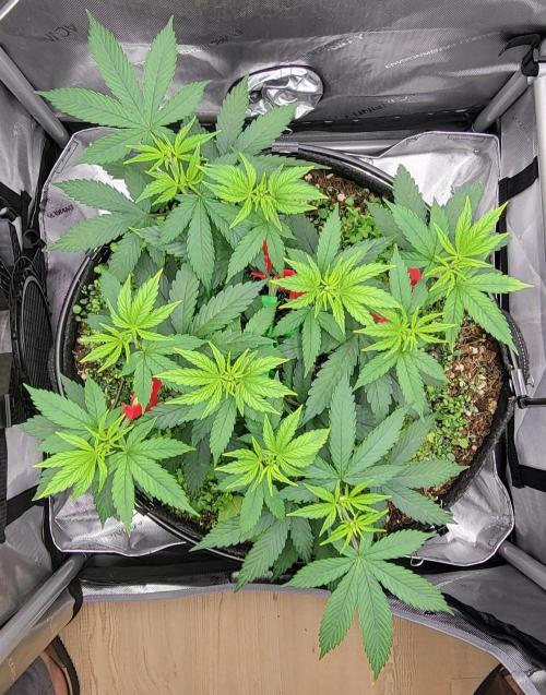 00seeds Gelato Mint - Couple of Plants. Week 5