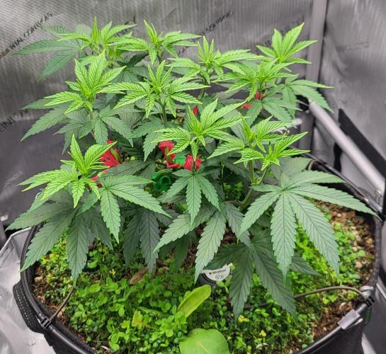 00seeds Gelato Mint - Couple of Plants. Week 5