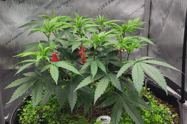 00seeds Gelato Mint - Couple of Plants. Week 5