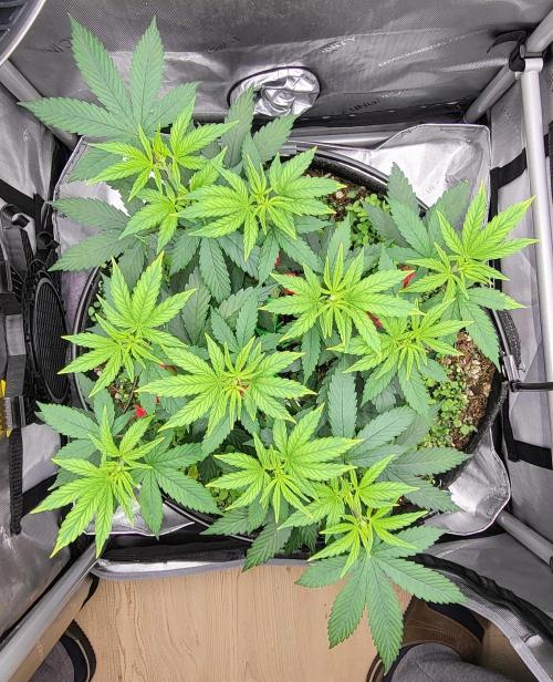 00seeds Gelato Mint - Couple of Plants. Week 5