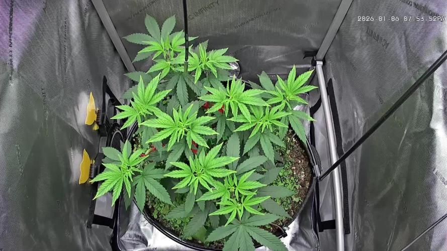 00seeds Gelato Mint - Couple of Plants