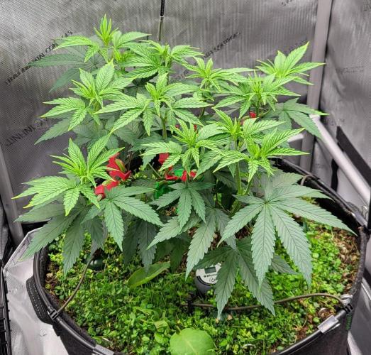 00seeds Gelato Mint - Couple of Plants. Week 6