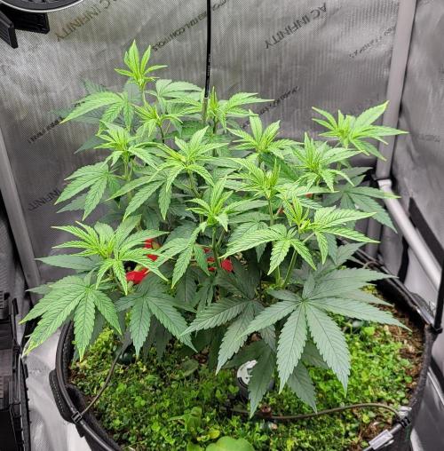 00seeds Gelato Mint - Couple of Plants. Week 6