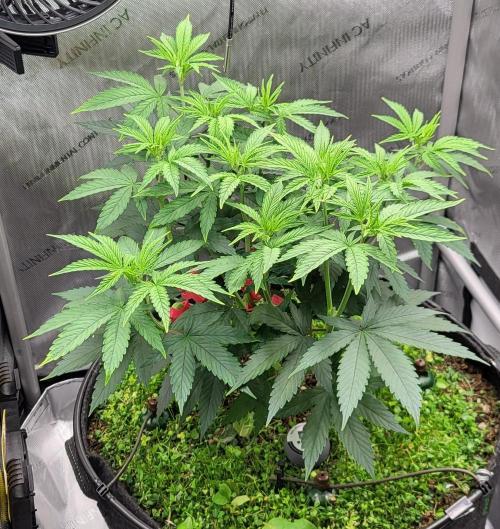 00seeds Gelato Mint - Couple of Plants. Week 6